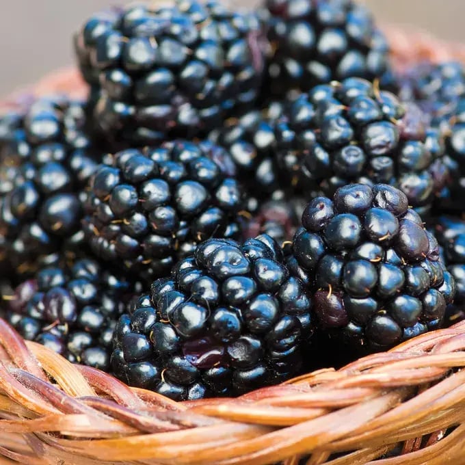 BlackBerrys zweites Leben